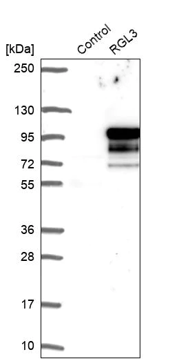 Western blot - Anti-RGL3 antibody (AB254821)