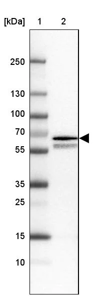 Western blot - Anti-RGL3 antibody (AB254821)