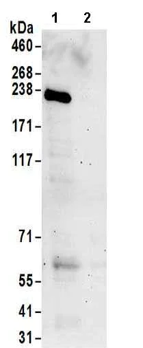 Immunoprecipitation - Anti-RGNEF antibody (AB157095)