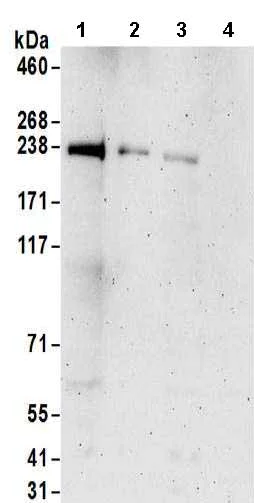 Western blot - Anti-RGNEF antibody (AB157095)