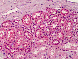 Immunohistochemistry (Formalin/PFA-fixed paraffin-embedded sections) - Anti-RGP1 antibody (AB113922)