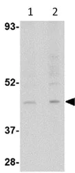 Western blot - Anti-RGP1 antibody (AB113922)