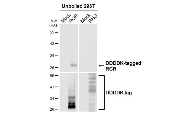 Western blot - Anti-RGR antibody [HL3058] - BSA and Azide free (AB325872)