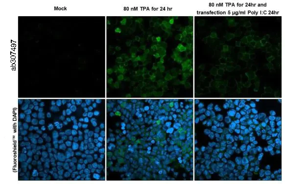 Immunocytochemistry/ Immunofluorescence - Anti-RGS1 antibody [HL1402] (AB307497)