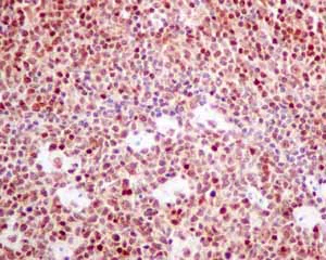 Immunohistochemistry (Formalin/PFA-fixed paraffin-embedded sections) - Anti-RGS10 antibody [EPR10657(B)] (AB154172)