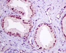 Immunohistochemistry (Formalin/PFA-fixed paraffin-embedded sections) - Anti-RGS10 antibody [EPR10657(B)] (AB154172)