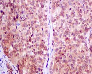 Immunohistochemistry (Formalin/PFA-fixed paraffin-embedded sections) - Anti-RGS10 antibody [EPR10657(B)] - BSA and Azide free (AB249072)