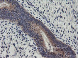 Immunohistochemistry (Formalin/PFA-fixed paraffin-embedded sections) - Anti-RGS16 antibody [OTI4E5] (AB119424)