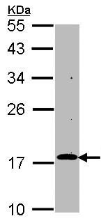 Western blot - Anti-RGS17 / RGSZ2 antibody (AB96675), expandable thumbnail