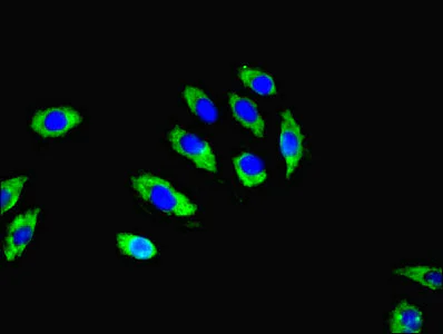 Immunocytochemistry/ Immunofluorescence - Anti-RGS20 antibody (AB239030)