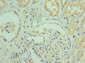 Immunohistochemistry (Formalin/PFA-fixed paraffin-embedded sections) - Anti-RGS20 antibody (AB239030)