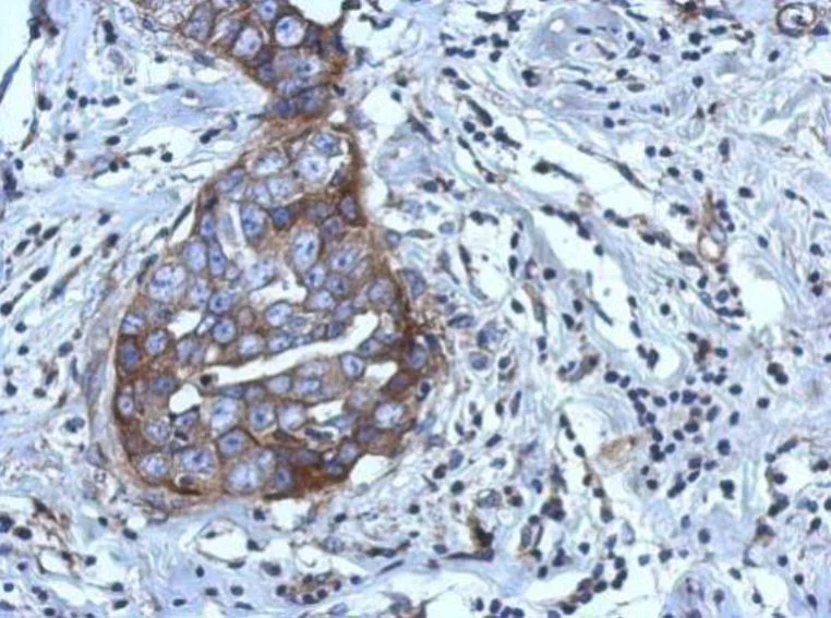 Immunohistochemistry (Formalin/PFA-fixed paraffin-embedded sections) - Anti-RGS4 antibody (AB97307)