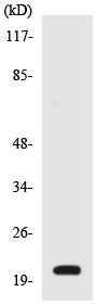 Western blot - Anti-RGS5 antibody (AB138019)