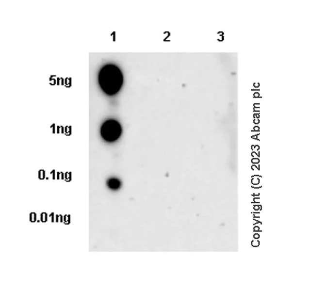 Dot Blot - Anti-RGS5 antibody [EPR28539-64] - BSA and Azide free (AB314671)