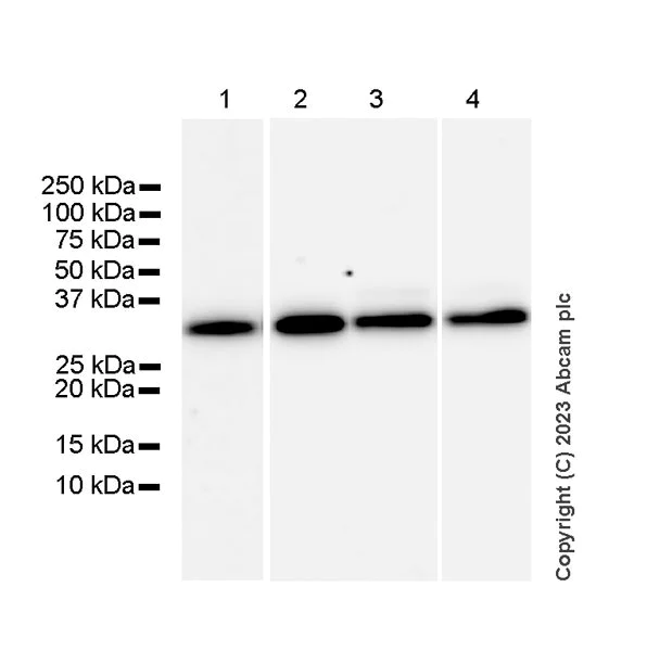 Western blot - Anti-RGS5 antibody [EPR28539-64] - BSA and Azide free (AB314671)