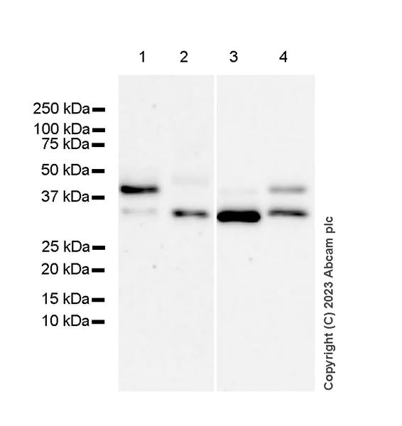 Western blot - Anti-RGS5 antibody [EPR28539-64] - BSA and Azide free (AB314671)
