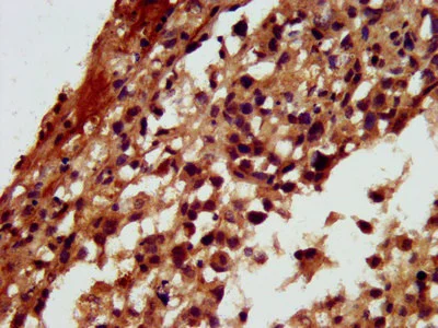 Immunohistochemistry (Formalin/PFA-fixed paraffin-embedded sections) - Anti-RGS6 antibody (AB236787)