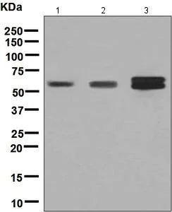 Western blot - Anti-RGS6 antibody [EPR6342] - BSA and Azide free (AB248237)