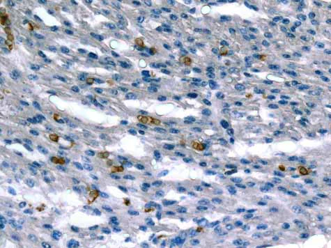 Immunohistochemistry (Formalin/PFA-fixed paraffin-embedded sections) - Anti-RHAG antibody [EPR10011] - BSA and Azide free (AB249187)