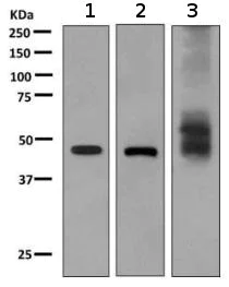 Western blot - Anti-RHAG antibody [EPR10011] - BSA and Azide free (AB249187)