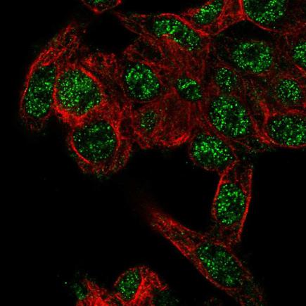 Immunocytochemistry/ Immunofluorescence - Anti-RHBG antibody (AB220043), expandable thumbnail