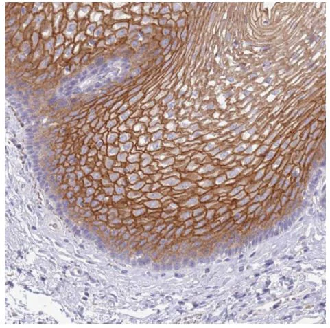 Immunohistochemistry (Formalin/PFA-fixed paraffin-embedded sections) - Anti-RHCG antibody (AB187904)