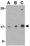 Western blot - Anti-RHEB antibody (AB25873)