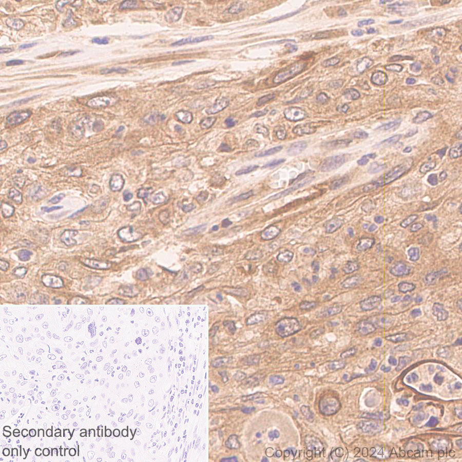 Immunohistochemistry (Formalin/PFA-fixed paraffin-embedded sections) - Anti-RHEB antibody [EPR25129-17] (AB316265)