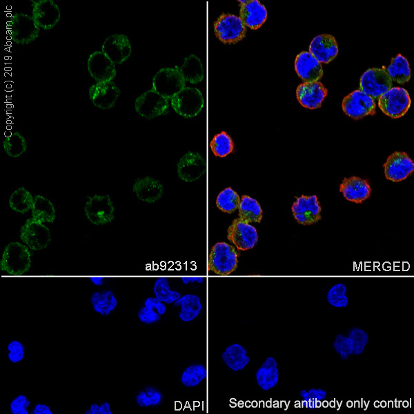Immunocytochemistry/ Immunofluorescence - Anti-RHEB antibody [EPR2971] (AB92313), expandable thumbnail