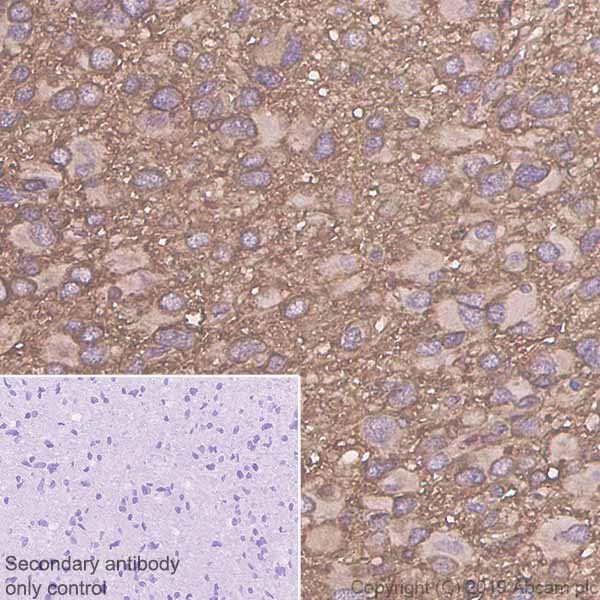 Immunohistochemistry (Formalin/PFA-fixed paraffin-embedded sections) - Anti-RHEB antibody [EPR2971] (AB92313), expandable thumbnail