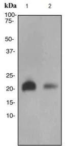 Western blot - Anti-RHEB antibody [EPR2971] (AB92313)