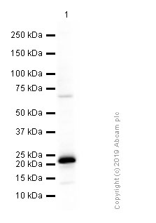 Western blot - Anti-RHEB antibody [EPR2971] (AB92313), expandable thumbnail