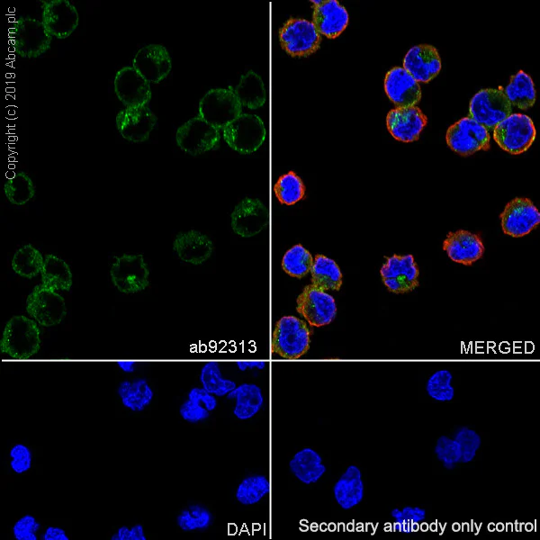 Immunocytochemistry/ Immunofluorescence - Anti-RHEB antibody [EPR2971] - BSA and Azide free (AB247537)