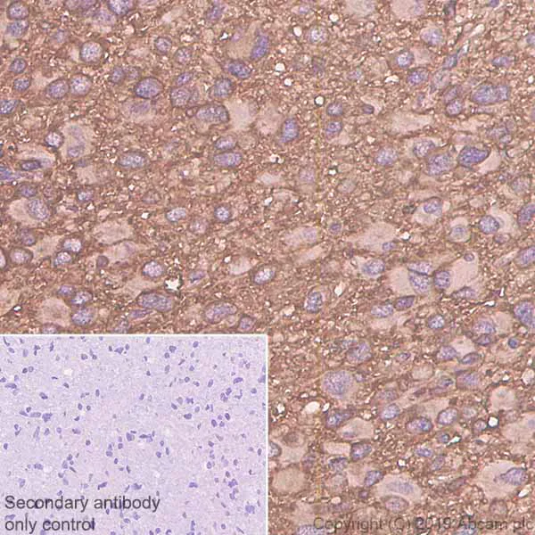 Immunohistochemistry (Formalin/PFA-fixed paraffin-embedded sections) - Anti-RHEB antibody [EPR2971] - BSA and Azide free (AB247537)