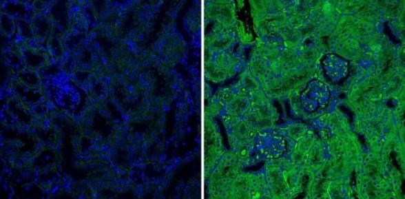 Immunocytochemistry/ Immunofluorescence - Anti-Rho A + B + C antibody [1A11-4G10] (AB175328)