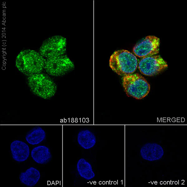 Immunocytochemistry/ Immunofluorescence - Anti-Rho A + B + C antibody [EPR18299] (AB188103)