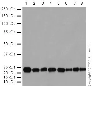 Western blot - Anti-Rho A + B + C antibody [EPR18299] (AB188103)