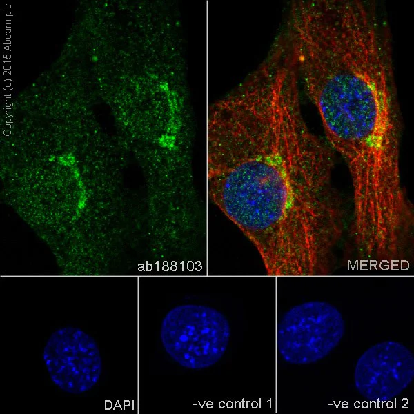 Immunocytochemistry/ Immunofluorescence - Anti-Rho A + B + C antibody [EPR18299] - BSA and Azide free (AB221161)