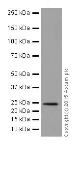Western blot - Anti-Rho A + B + C antibody [EPR18299] - BSA and Azide free (AB221161)