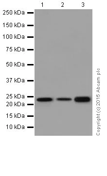 Western blot - Anti-Rho A + B + C antibody [EPR18299] - BSA and Azide free (AB221161)