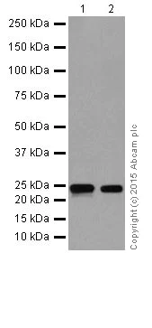 Western blot - Anti-Rho A + B + C antibody [EPR18299] - BSA and Azide free (AB221161)
