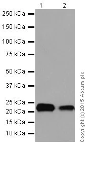 Western blot - Anti-Rho A + B + C antibody [EPR18299] - BSA and Azide free (AB221161)