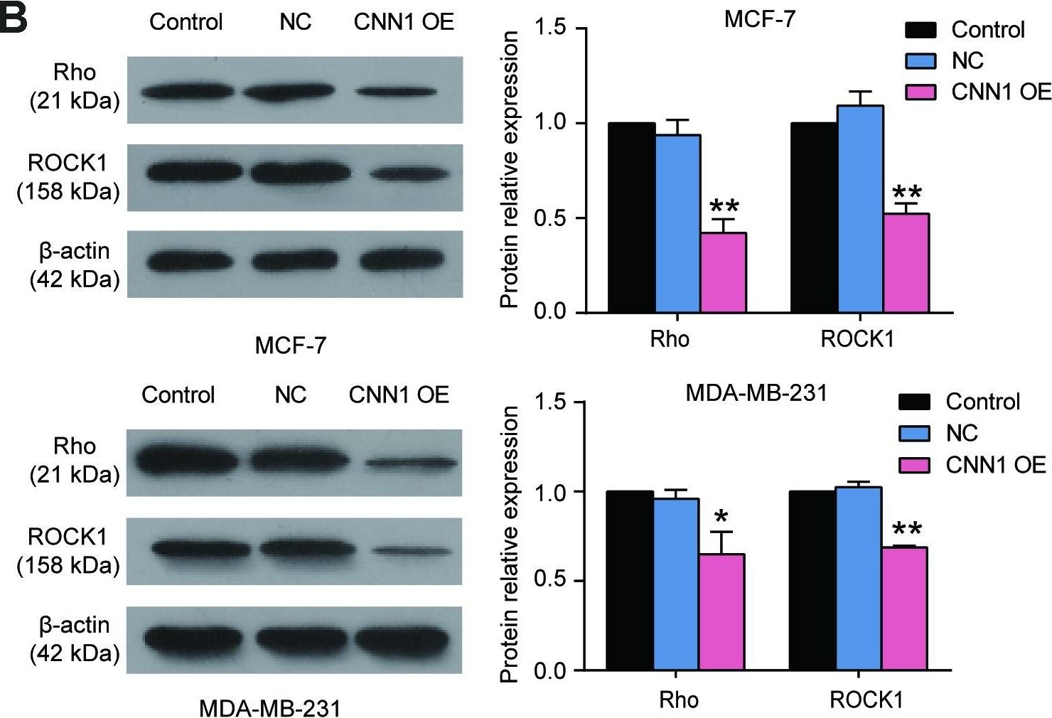 Western blot - Anti-Rho antibody [EP487Y] (AB40673)