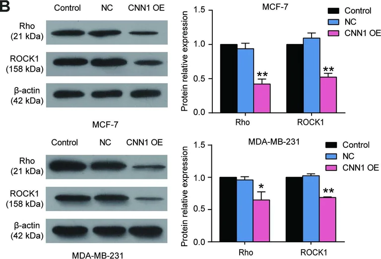 Western blot - Anti-Rho antibody [EP487Y] (AB40673)