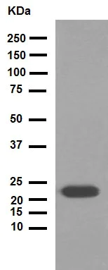 Western blot - Anti-Rho antibody [EP487Y] (AB40673)