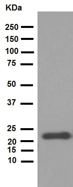 Western blot - Anti-Rho antibody [EP487Y] (AB40673)