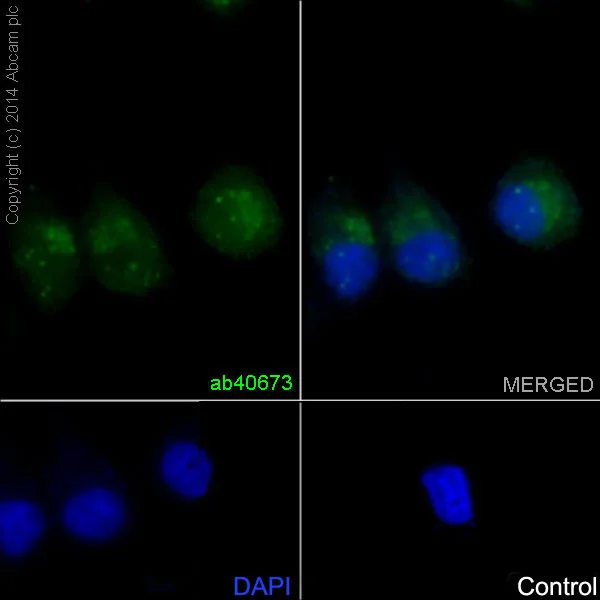 Immunocytochemistry/ Immunofluorescence - Anti-Rho antibody [EP487Y] - BSA and Azide free (AB239825)