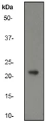 Western blot - Anti-Rho antibody [Y486] - BSA and Azide free (AB247214)