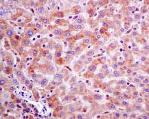 Immunohistochemistry (Formalin/PFA-fixed paraffin-embedded sections) - Anti-Rho guanine exchange factor 16/NBR antibody [EPR9950] (AB154785)