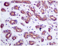 Immunohistochemistry (Formalin/PFA-fixed paraffin-embedded sections) - Anti-Rho guanine exchange factor 16/NBR antibody [EPR9950] (AB154785)